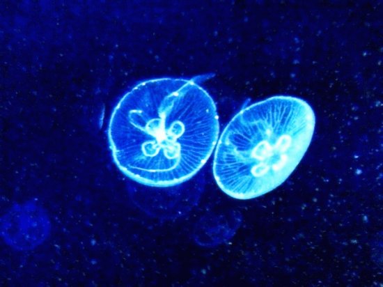 medusas