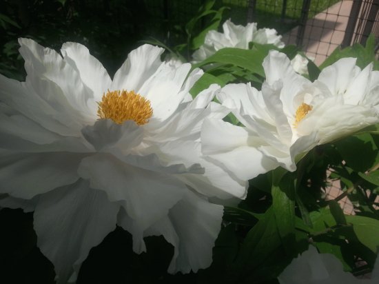 peonia Renkaku