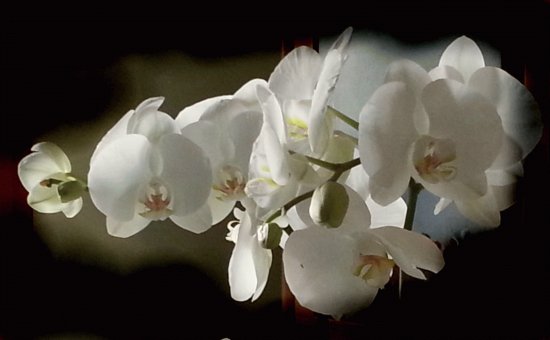 Phalaenopsis