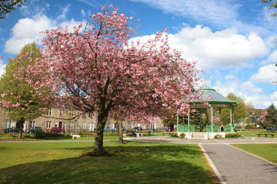 Spring Blossom Scotland