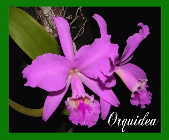 ORQUÃDEA DE VENEZUELA