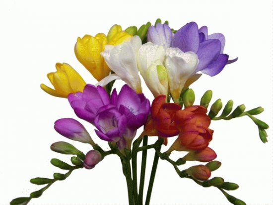 freesias