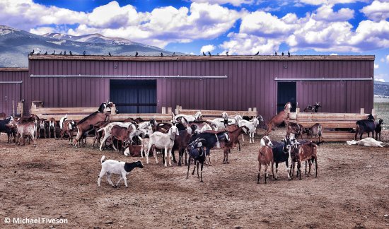 Goats and Birds