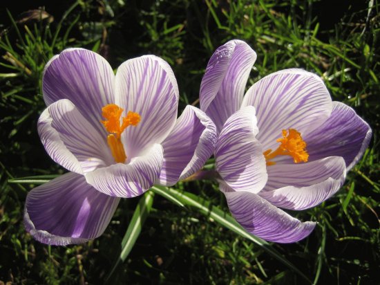 crocus