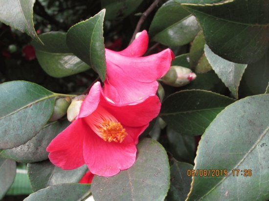 Camelia