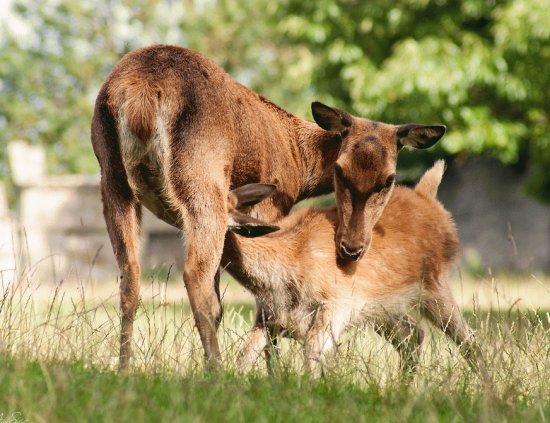 Feeding Red Deer