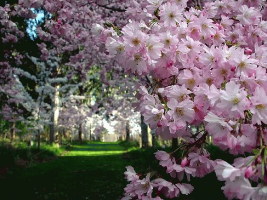 sakura