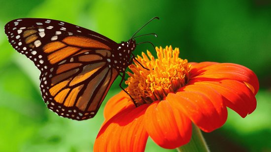 Tiere Schmetterling