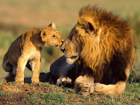 Lion and Cub