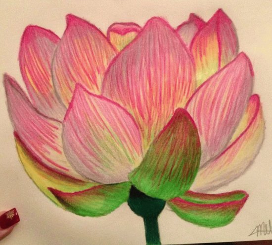 Lotus Flower