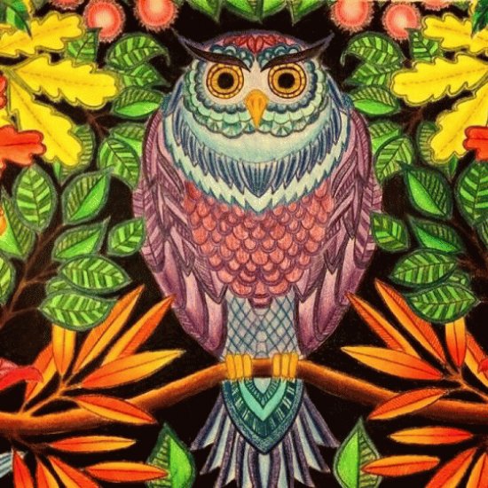 Colored Owl