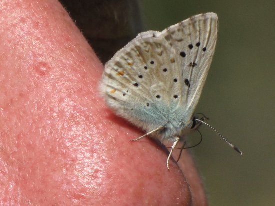 Papillon apprivoisÃ©