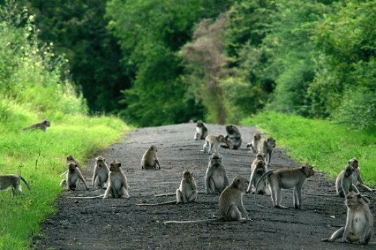 baluran national park