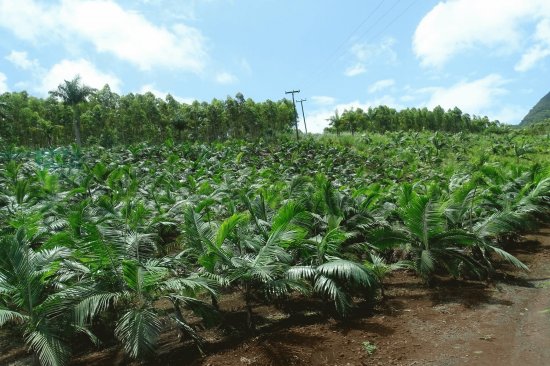 Plantaçao de Palmito