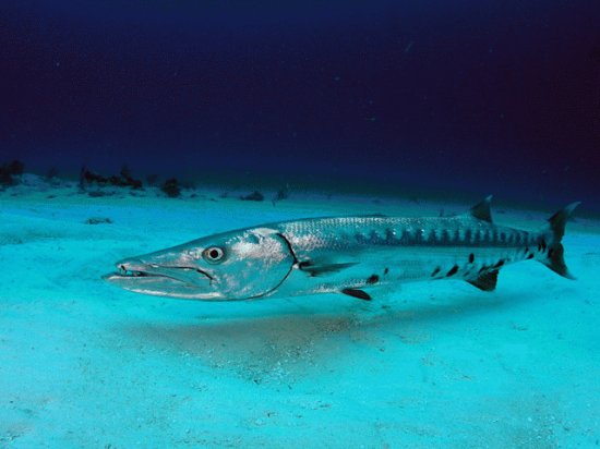 barracuda