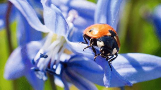 coccinella