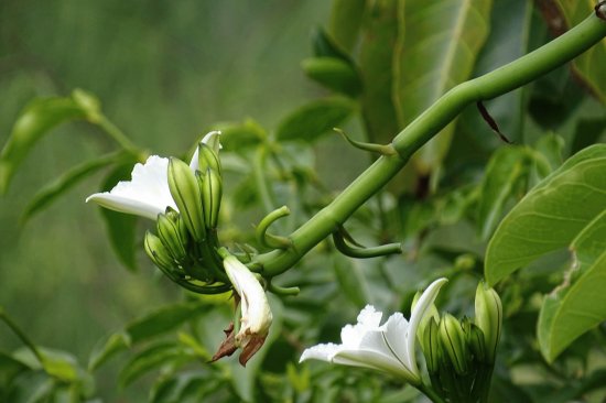 Flor de Baunilha