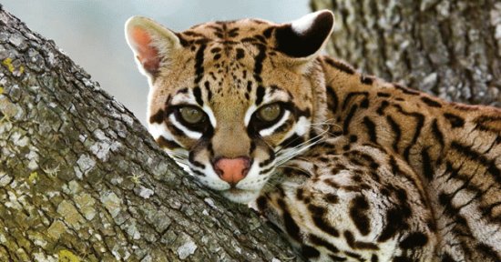 ocelot