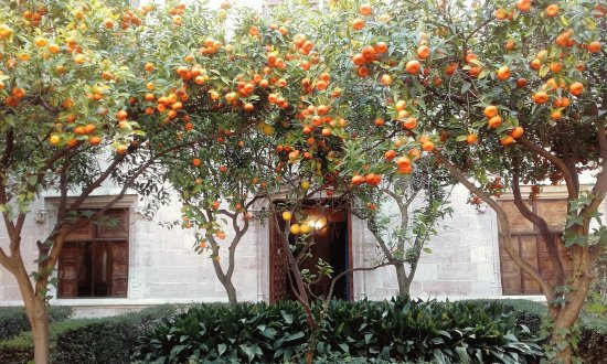 patio de los naranjos-lonja de la seda