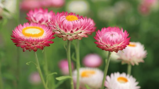 Meadow Flowers