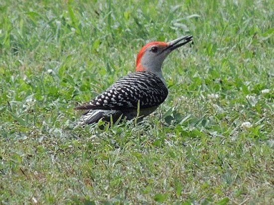 Red Bellied Woodpecker