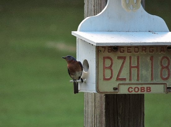 Eastern Bluebird