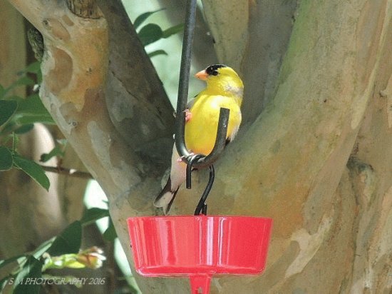 Goldfinch