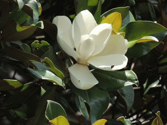 Magnolia Blossom