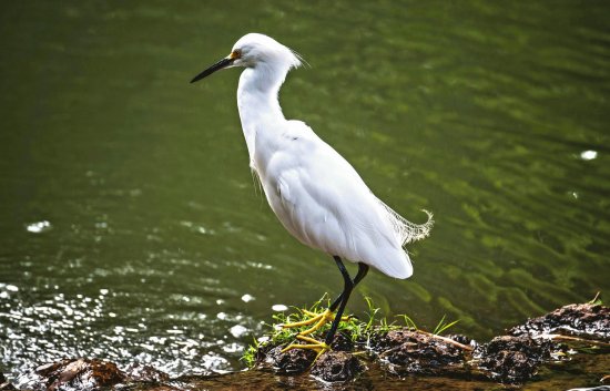 Garça branca pequena