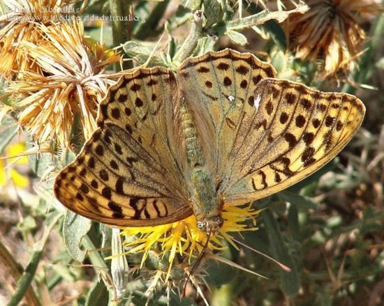 Argynnis pandora