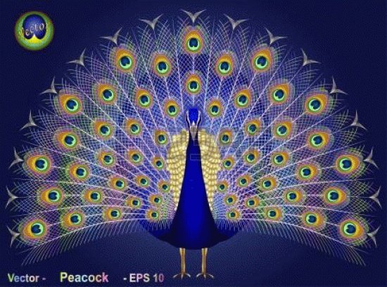 pavo real