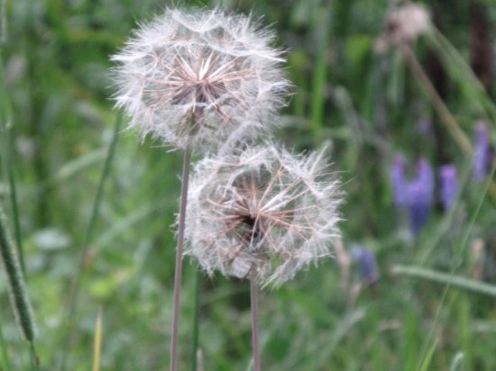 Dandilion puffs