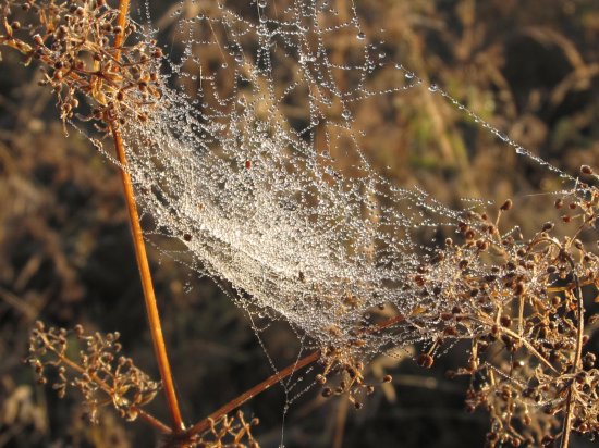 Dewdrops on a spiderweb at dawn