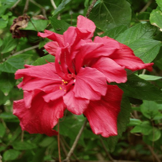 hibiskus