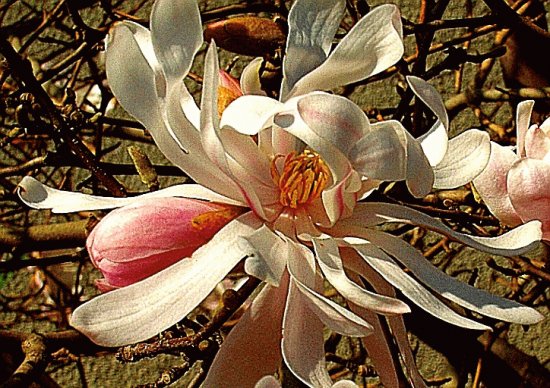 magnolia