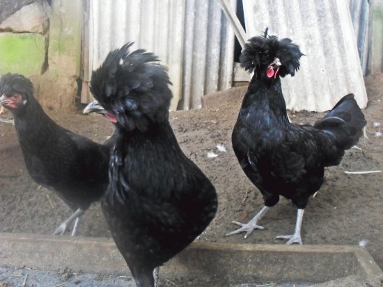 Galinhas Polonesas Negras