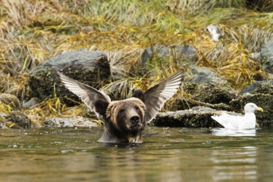 Oso y Aguila