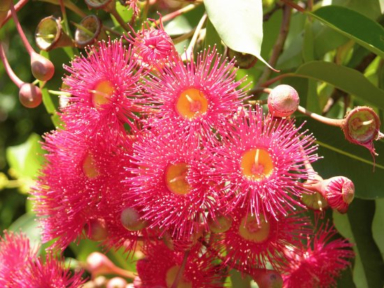 Red and yellow flowers on bush 2, Australia