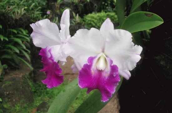 Cerice and white orchids, Singapore