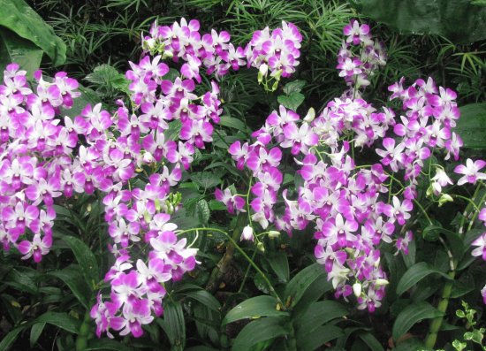 Purple and white orchid shower, Singapore