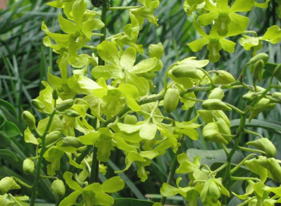 Pale green orchids, Singapore