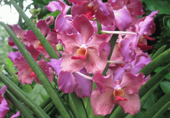 Mauve orchids, Singapore