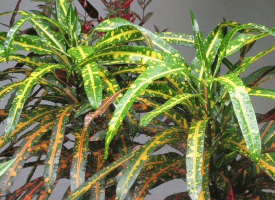 Speckled yellow and green plants, Singapore