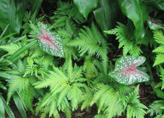 Speckles and stripes among green plants, Singapore