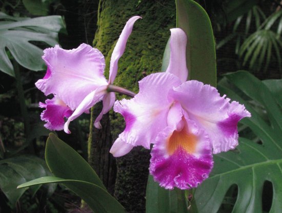 Lavender and purple orchid, Singapore