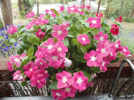 Pink flowers, Australia