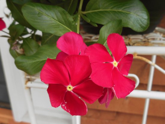 Hot pink flower, Australia