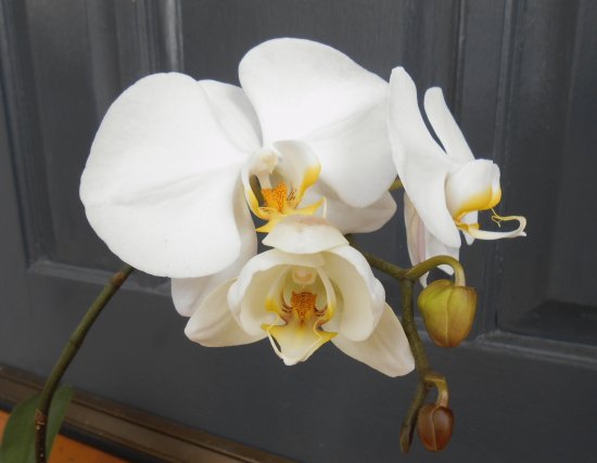 White orchid against grey door, Australia