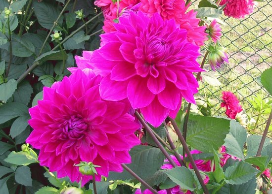 Hot pink dahlias, Varanasi, India