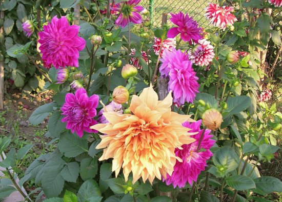 Garden dahlias, Varanasi, India